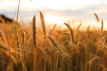 Fototapeta premium Kornfeld im Sommer