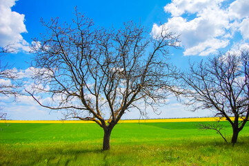 Fototapeta na wymiar Tree near field