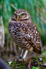 horned owl