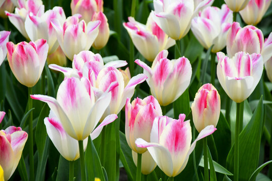 Beuatiful multiflowering sweet pink tulips flower growing and blossom in spring season field with green leaves and branch , a moment romantic in garden, holiday and nature concept.