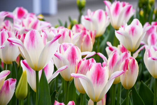 Beuatiful multiflowering sweet pink tulips flower growing and blossom in spring season field with green leaves and branch , a moment romantic in garden, holiday and nature concept.