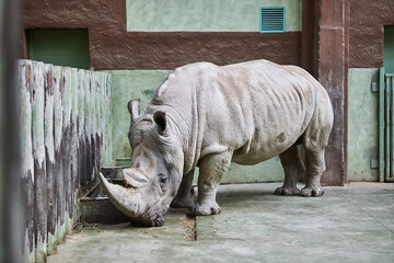 Fototapeta premium Rhino eating at the zoo