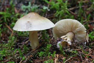 Tricholoma saponaceum, known as the soap-scented toadstool, soapy knight or soap tricholoma, wild mushroom from Finland