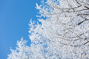 Raureif durch Frost an einem Baum im Winter