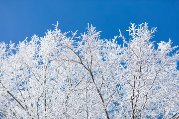Raureif durch Frost an einem Baum im Winter