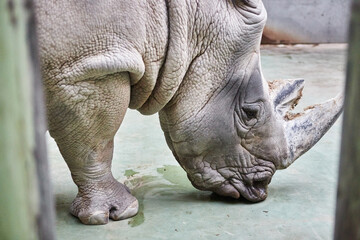 Fototapeta premium Close-up of rhino at the zoo