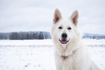 White Swiss Shepherd Dog on snow in winter. Adult berger blanc breed.