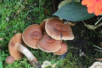 Cortinarius hinnuleus, known as Earthy Webcap, wild mushroom from Finland