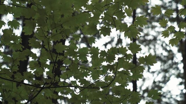 Maple tree branches with green leaves in Vancouver forest slomo