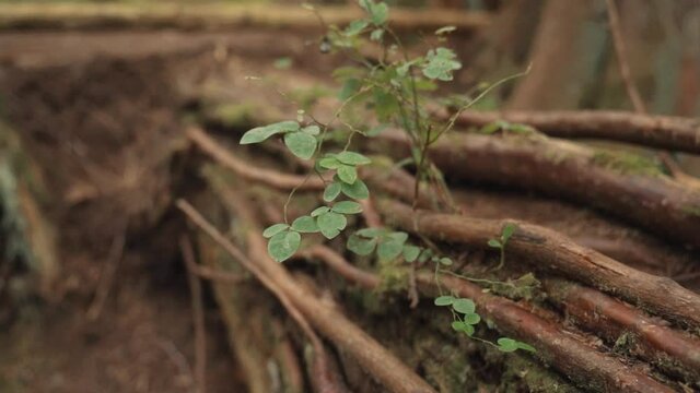Green leaves on tree roots spanning out in slow motion