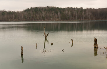 A beautiful forest lake with flooded trees.