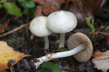 Inocybe geophylla, commonly known as the earthy inocybe, common white inocybe or white fibercap, wild mushroom from Finland