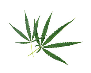 fresh cannabis indica leaves on a white background, isolated
