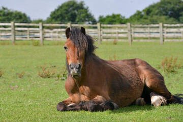 Beautiful bay pony lies peacefully in field on a sunny summers day in rural Shropshire.