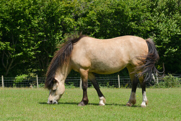 Pretty pony grazing happily on grass in her field, unaware and uncaring of how fat she is getting .