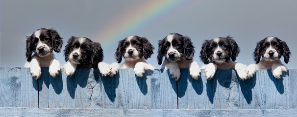 Puppies at the end of the rainbow -six small spaniel puppies peeping over a blue fence at something out of shot with blue sky and rainbow as a backdrop.