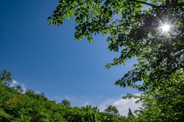Fototapeta premium 青空と木