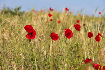 Flowers of red poppies among ripe ears of wheat close-up
