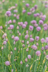 Allium blooming purple onion plant. Nature background.