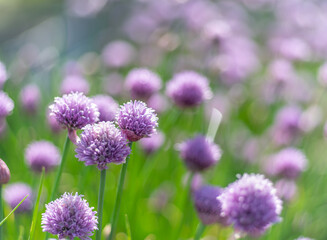 Fototapeta premium Allium blooming purple onion plant. Nature background.