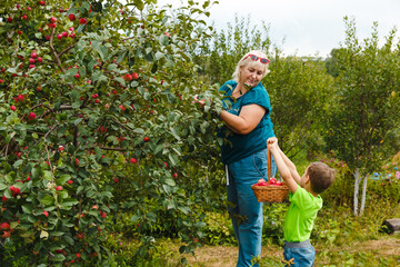 Summer and autumn activity. Young child with his grandmother pick and put in basket fresh organic juicy apples harvest in green garden outdoor. Just picked fruit