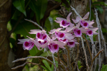 Beautiful blooming pink and purple dendrobium anosmum orchid species on natural background - obrazy, fototapety, plakaty