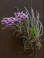 Beautiful blooming white and purple dendrobium anosmum epiphtyic orchid species isolated on dark...
