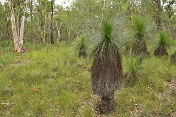 grass trees growing in natural habitat of open Eucalypt woodland
