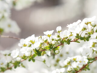 雪柳