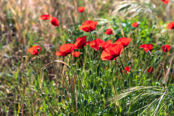 Flowers of red poppies among ripe ears of wheat close-up