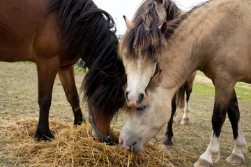 Shared lunch-three ponies fight to get to the feed of hay left on the ground for them on a winters...