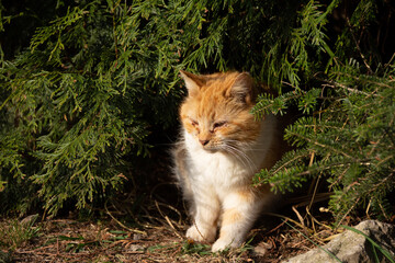 Elderly ginger and white cat with poorly eyes sits  in the shade of  large fir trees enjoying relaxing in afternoon sun shine.