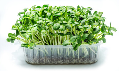Sprouted seeds of sunflower. Isolated on white background. Microgreens as a health benefit.