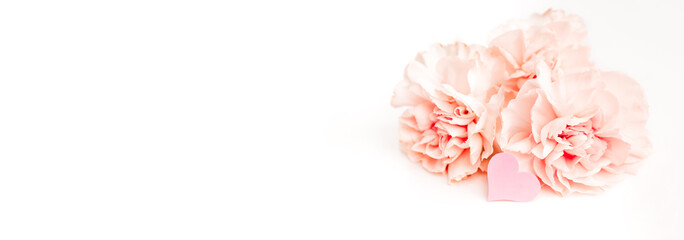 Fototapeta premium Banner with pink delicate carnation flower on white background with copy space, text place. Symbol of love. Celebration certificate. Business card. Flower shop advertising. Mockup, Happy woman day