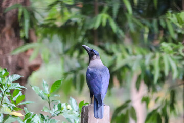 crow on the roof
