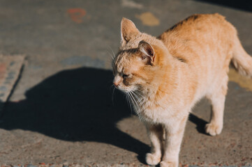 A beautiful, fluffy, graceful red-haired stray cat is walking down the street.