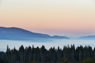 View of the mountains in the fog and the spruce forest in the early morning. Magnificent mountain morning.
