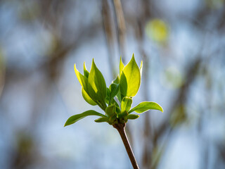 green spring leaves in sunshine