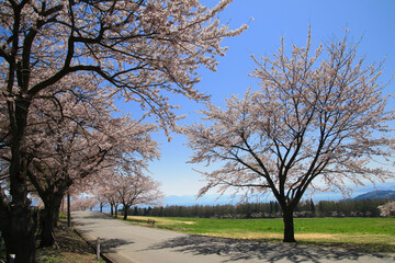 Obraz premium 春の猪苗代町営牧場（福島県・猪苗代町）