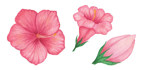 Set of 3 watercolor flowers. Red Hibiscus flower isolated on a white background. Petunia. Mirabilis. Mallow. Single red flower. Single pink bud. Rose red Peony