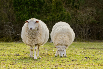 Sheep eating fresh grass. unshorn sheep in a spring field. Sheep looking to camera, Farming, free grazing concept, autumn field