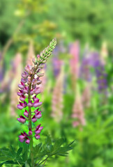 Wild flowers pink and violet lupin ( Lupinus albus ) blooming in sun light in summer on meadow