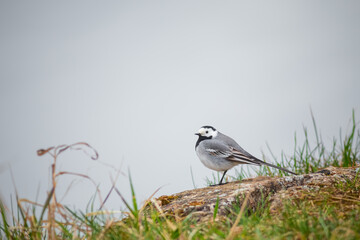 Bird White Wagtail, Motacilla alba, picture of White Wagtail
