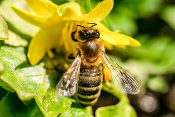 bee on a ficaria ranunculoides flower, macro