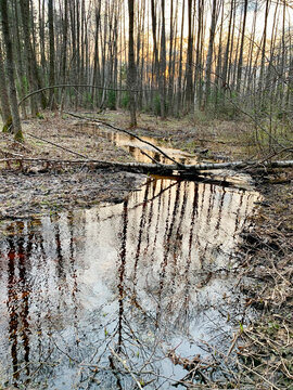 Meschera, full-flowing streams in the forest in spring. Russia, Vladimir region