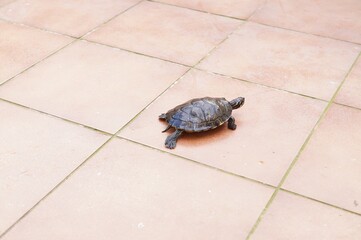 a common water turtle strolling in the sun

