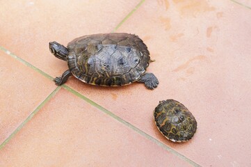 a common water turtle strolling in the sun

