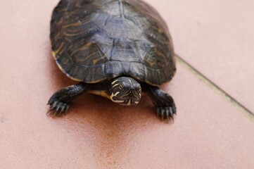 a common water turtle strolling in the sun

