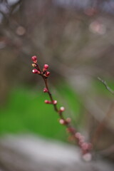 Blooming branch of apricot tree in the spring garden. Young pink sprouts