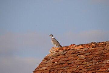 Fototapeta na wymiar Wood pigeon on a roof